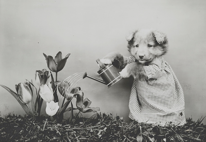Illustration for article titled Even In The 1900s, Humans Were Obsessed With Photos Of Dogs In Clothes